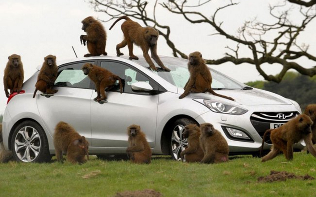 Hyundai i30 et ses amis babouins
