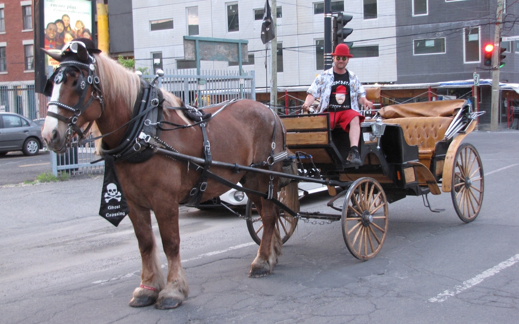 De 1 200 chevaux à uncheval qui a sa journée dans le corps