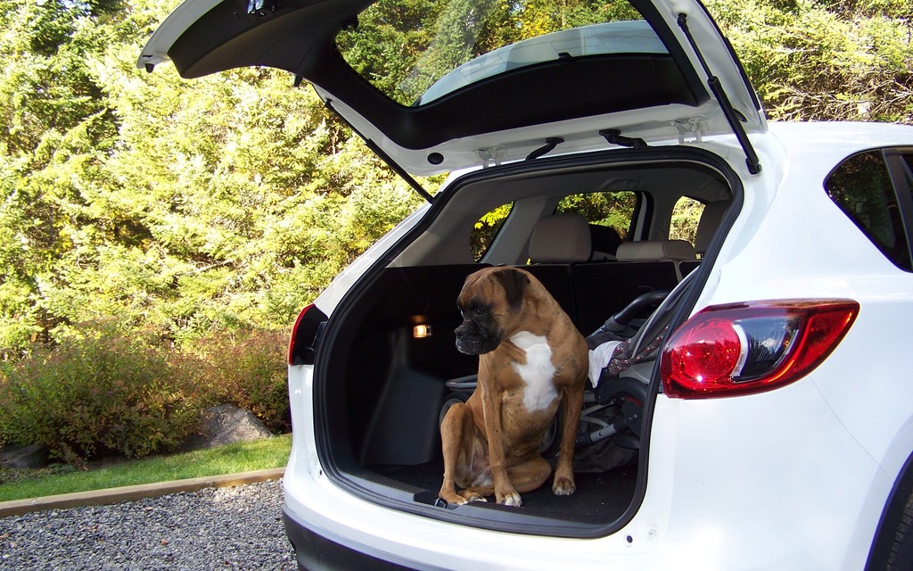  And what does the dog think about the CX-5?