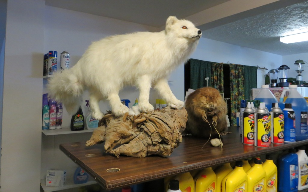 A sparkling example of truck stop taxidermy in Trapper Creek, Alaska.