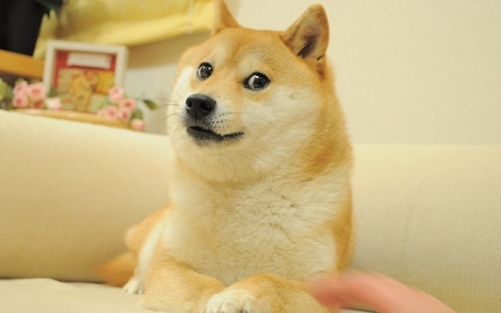Doge, mascotte officielle de Dogecoin