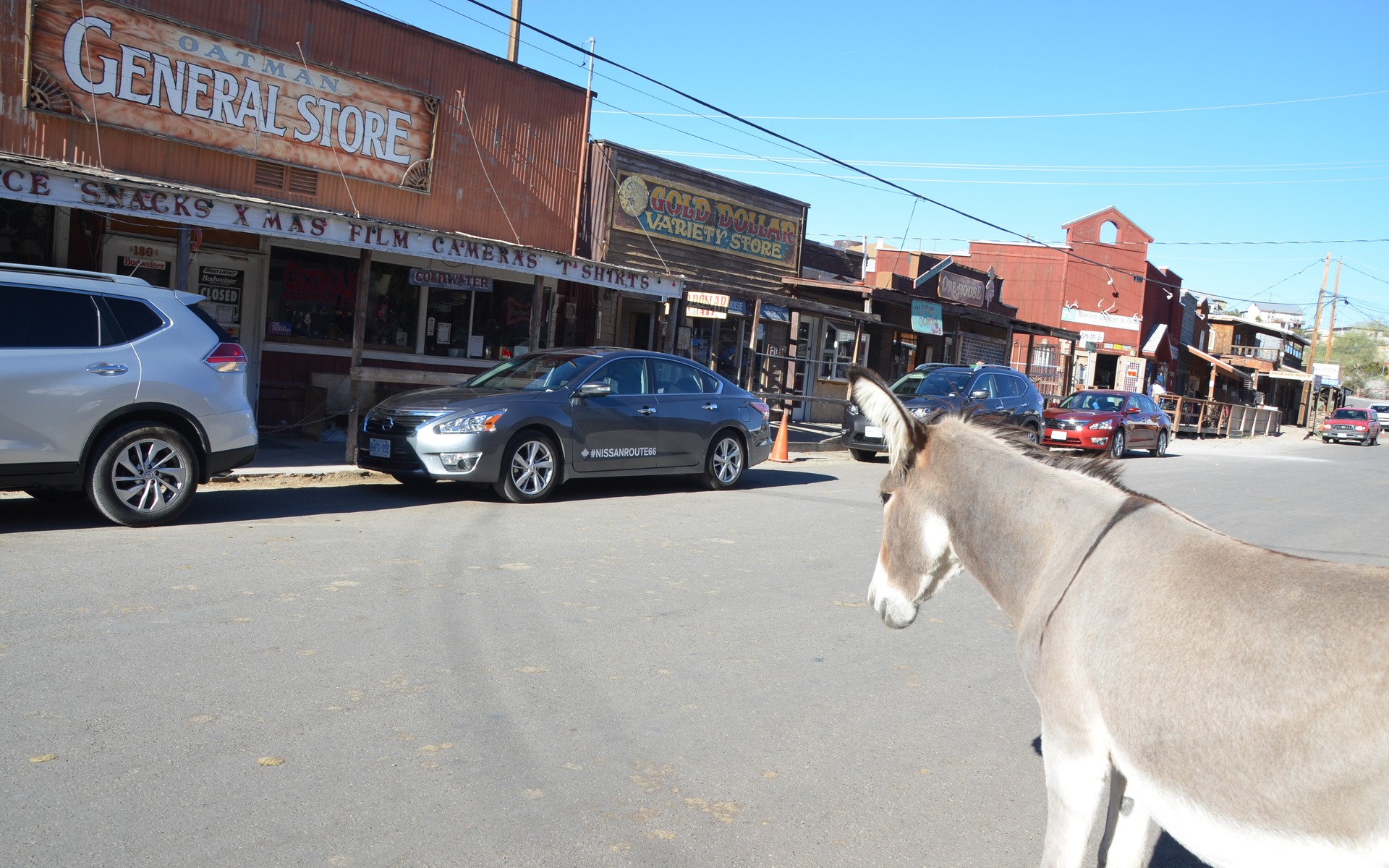 Des ânes dans les rues. Vraiment, Oatman, en Arizona, vaut le détour!