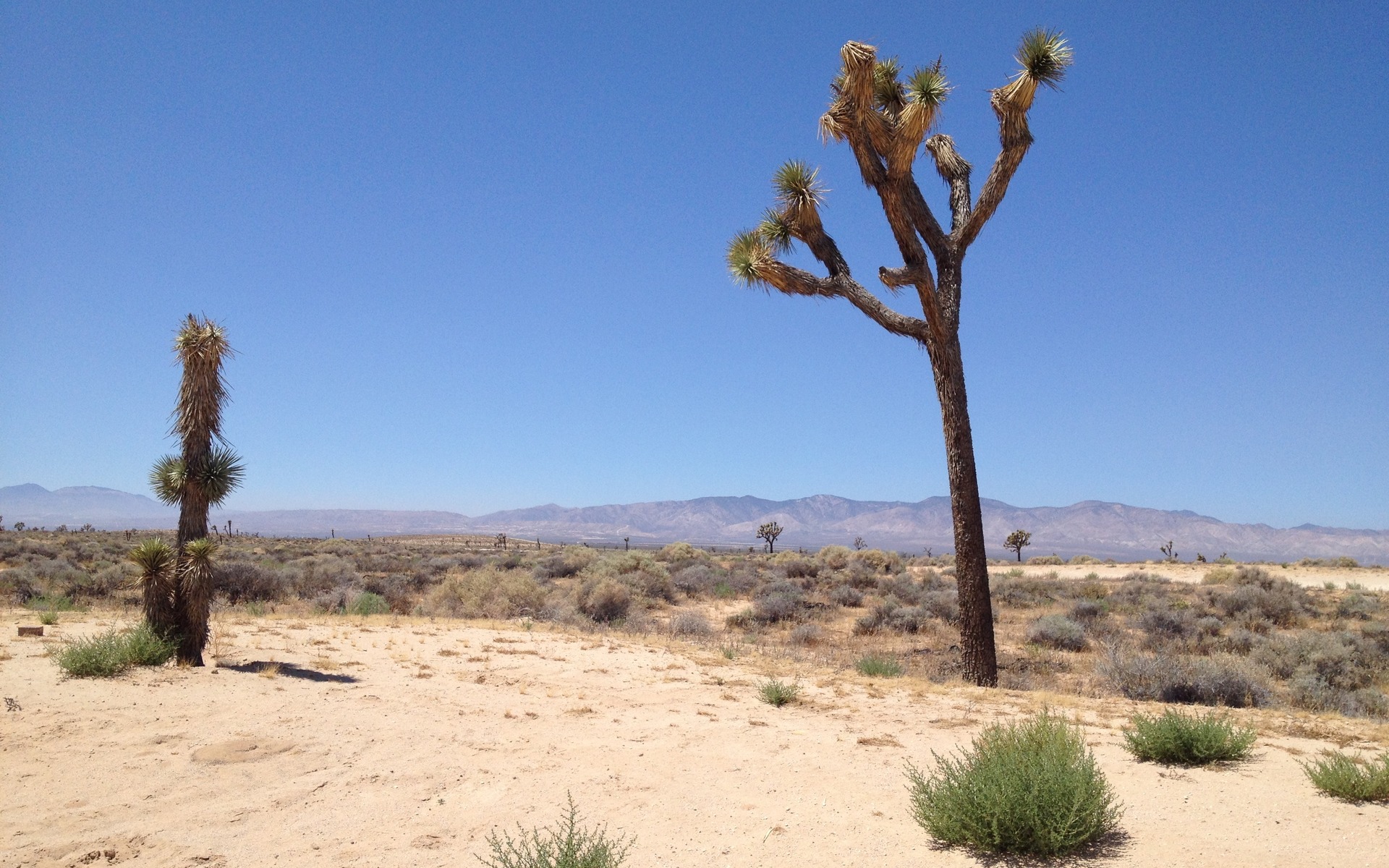 A Joshua tree at the Hyundai and Kia Proving Grounds in California.