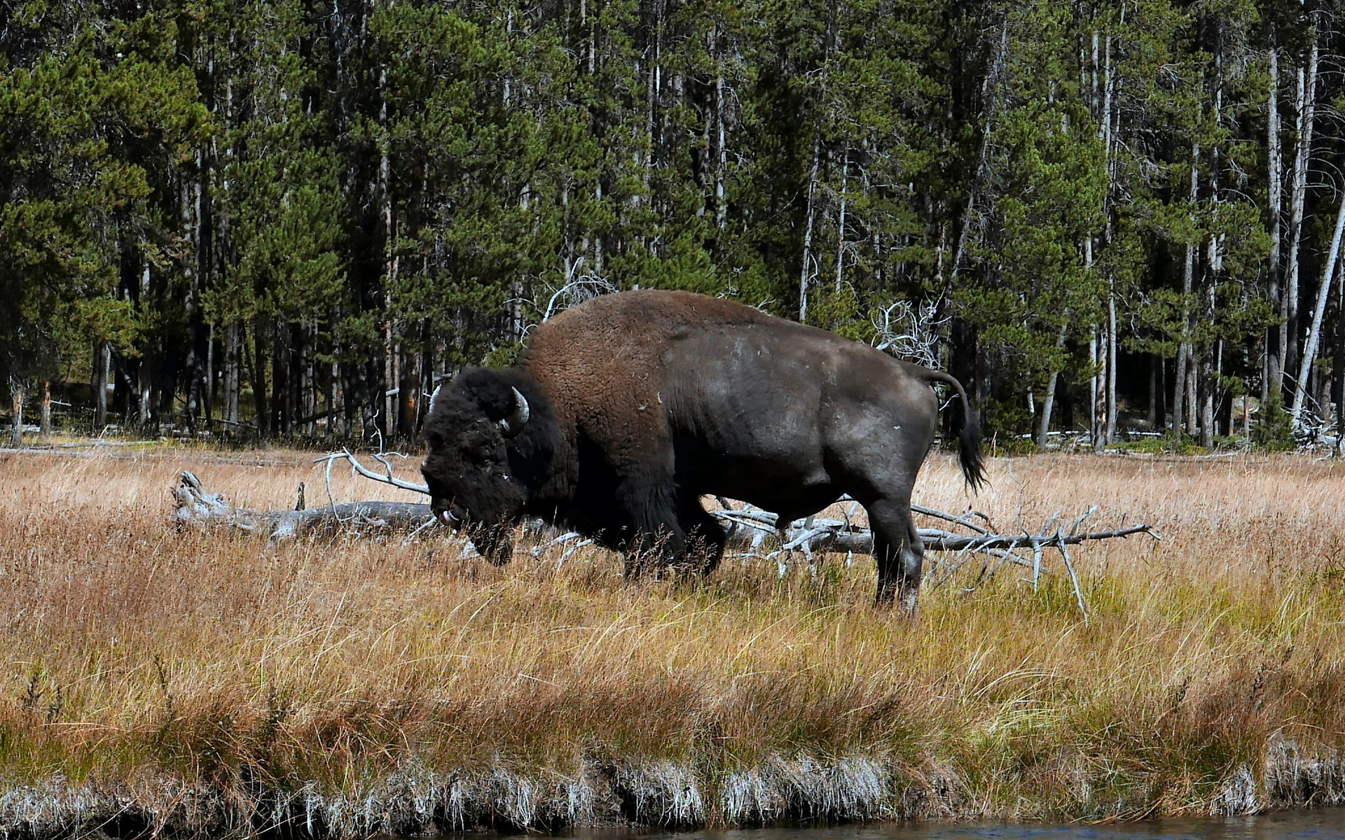 Bison are merely one aspect of Yellowstone's majesty.