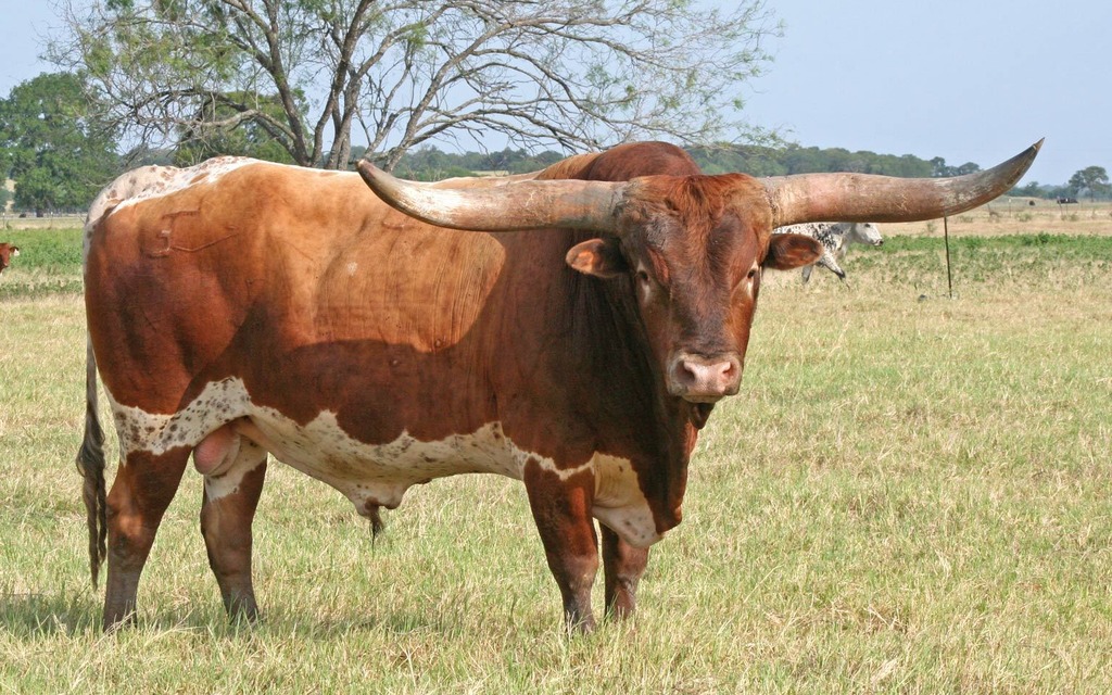 Au Texas, tout est démesuré. Les Longhorns portent bien leur nom.