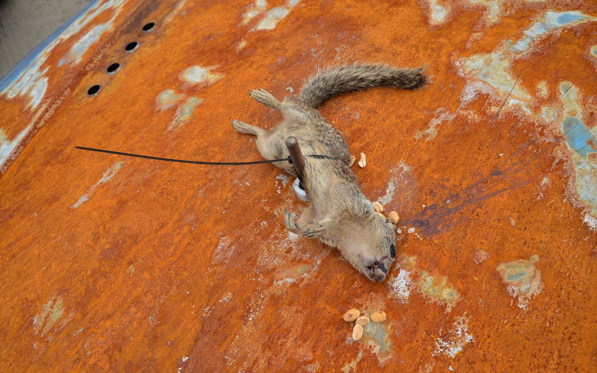 Concours D'LeMons 2016 - Hyundai Accent