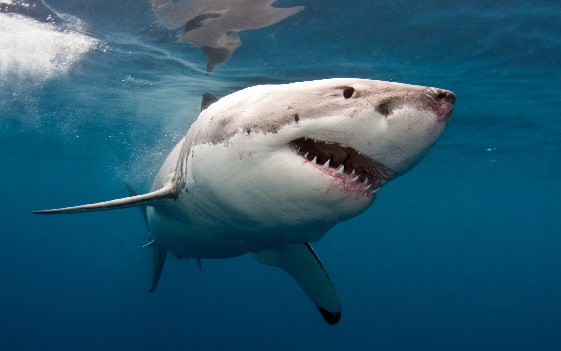 Great White Shark!