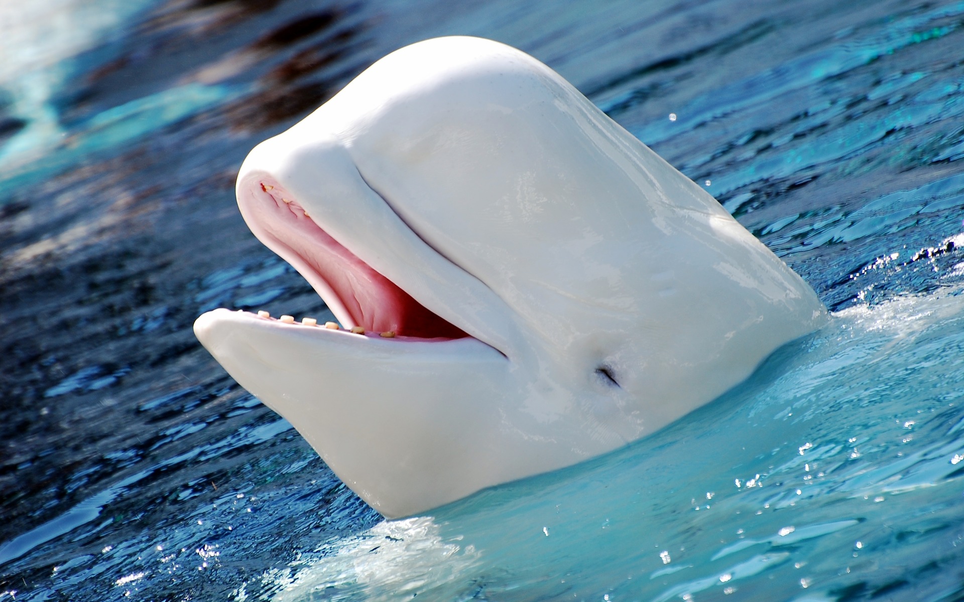 A Beluga!