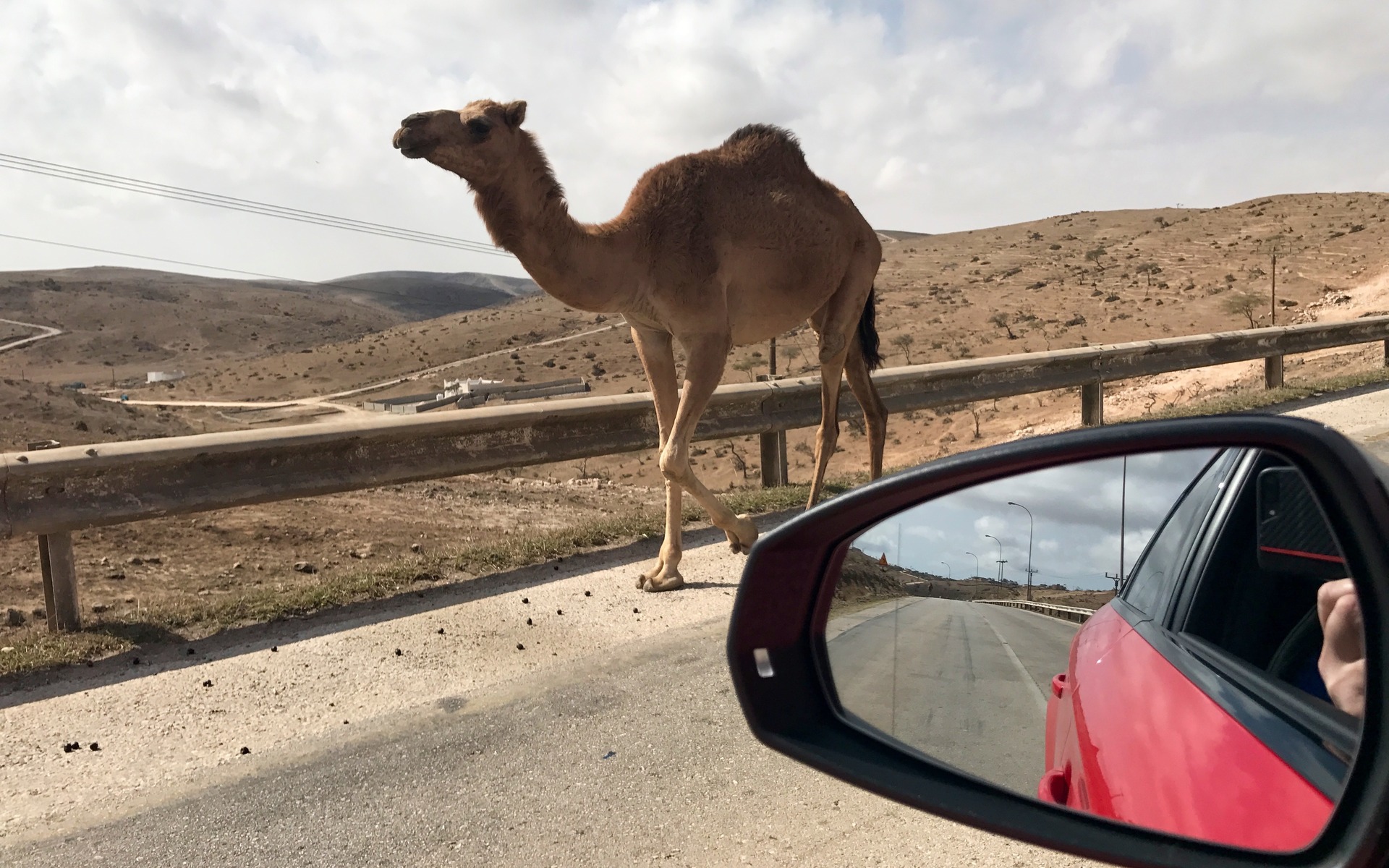 <p>2018 Audi RS3 - I brake for camels...</p>