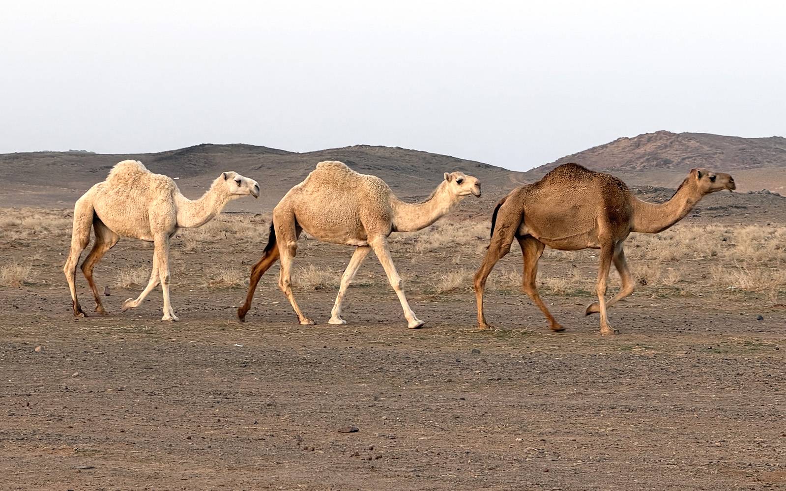 Photo: Antoine Joubert